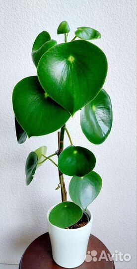 Пеперомия рейндроп