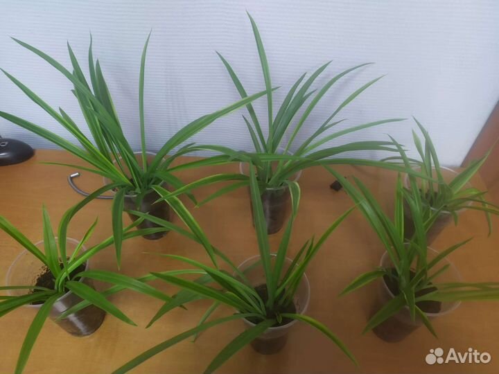 Хлорофитум