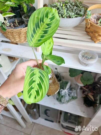 Комнатные цветы