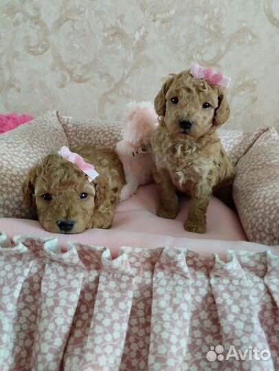 Той - пудель