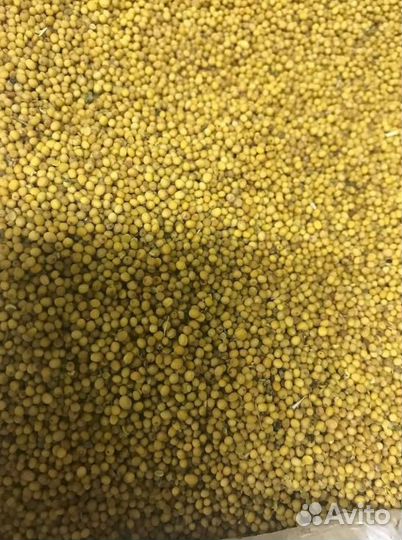 Горчица / Семена горчицы