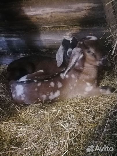 Англо нубийский козлики