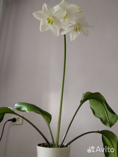 Женское счастье, комнатное растение