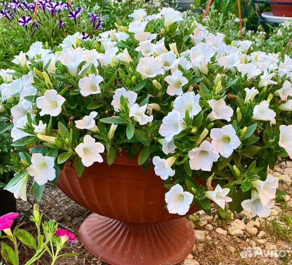 Петуния сурфиния алиссум вазоны И кашпо