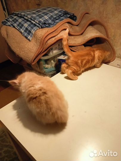 Рыжий котёнок в добрые руки