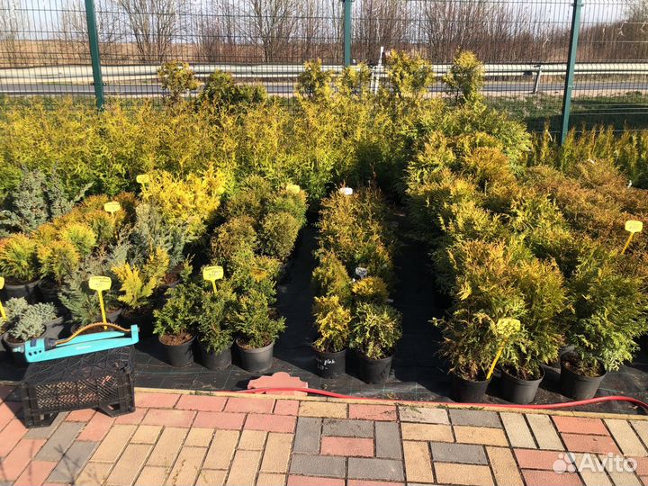 Растения хвойные, лиственные, плодовые, цветы