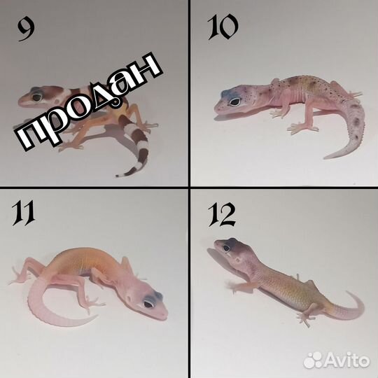 Эублефары 2023