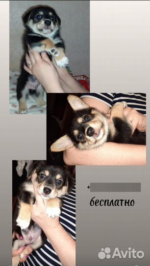 Щенки в добрые руки