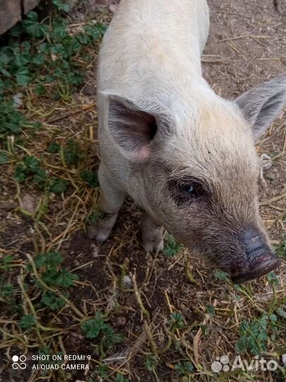 Поросенок ландрас, мангалица