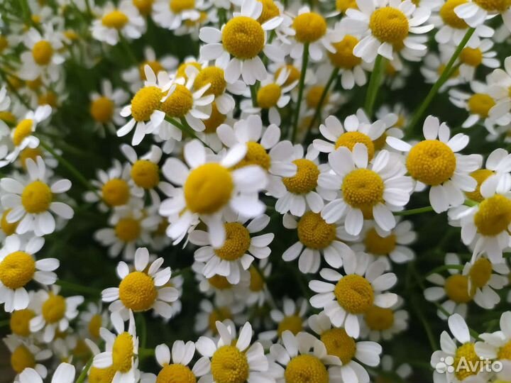 51 ромашка, букет ромашек
