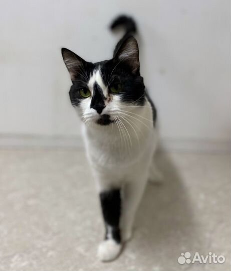 Кот в добрые руки