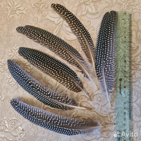 Перья цесарки для творчества