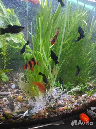 Растение водоросли для аквариума