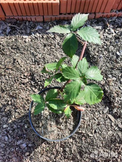 Саженцы ежевики