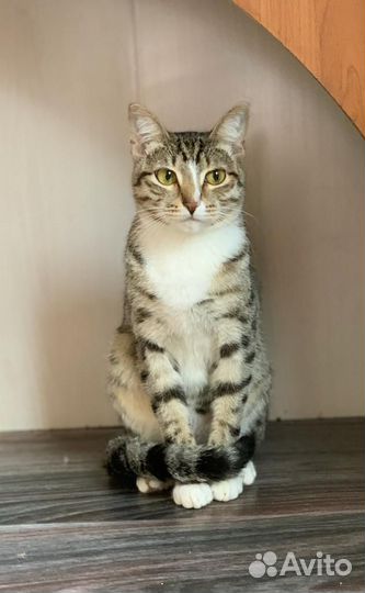 Кот в добрые руки