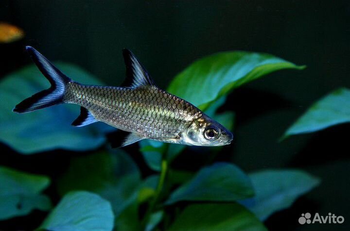 Акулий балу. Акулий бала. Аквариумная рыбка