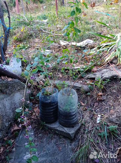 Годжи (шамбала, дереза)