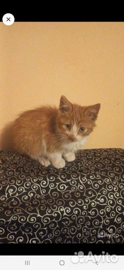 Кошка в дар мальчик