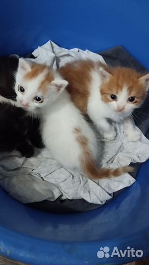 Кошка чёрная мальчики белые с рыжим