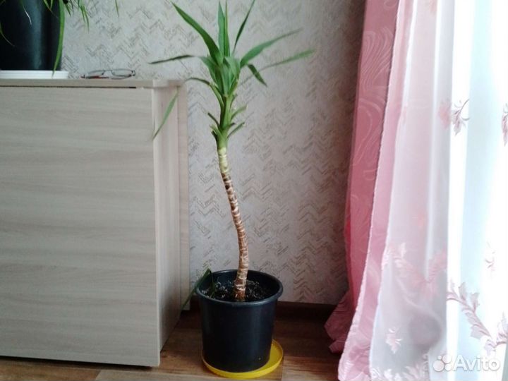 Комнатные растения