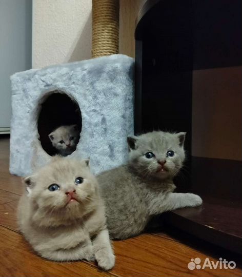 Британская