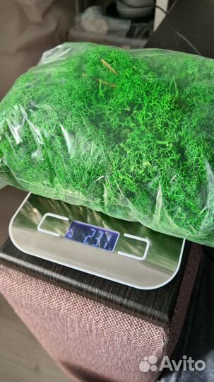 Стабилизированный мох