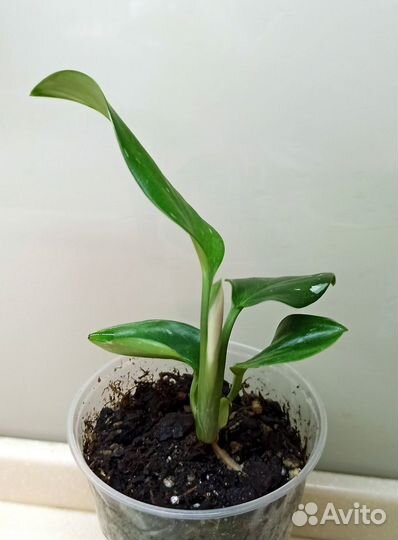 Комнатные растения