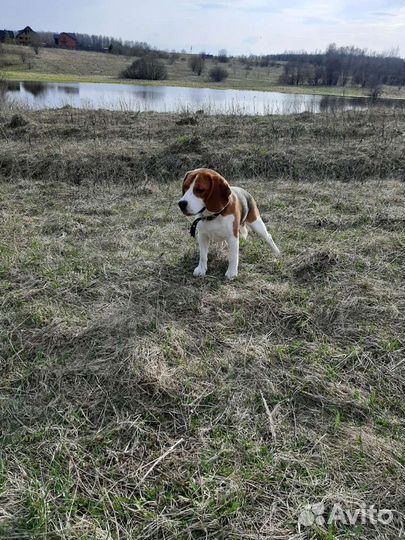 Бигль вязка