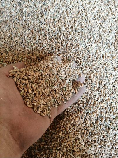 Зерно пшеница