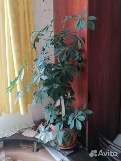 Цветы комнатные