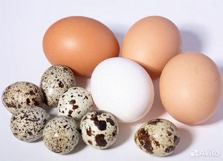 Яйца Перепелиные куриные