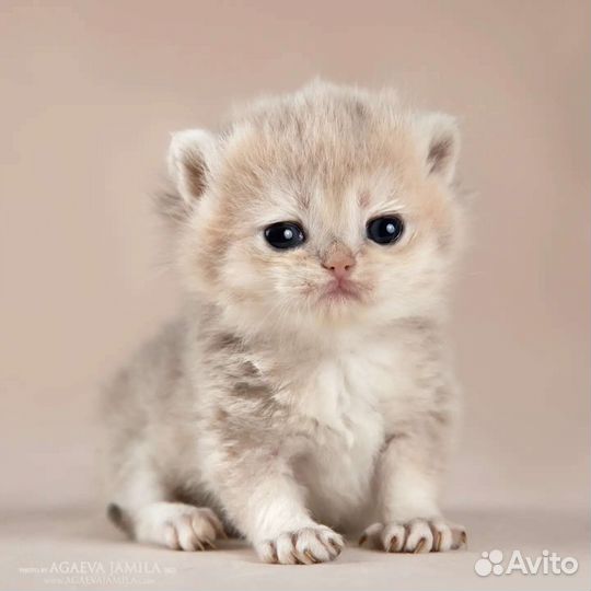 Котенок британка голубое золото
