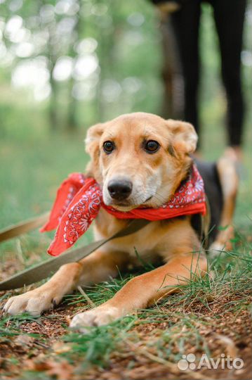 Ушастик Клёпа - милейший щенок