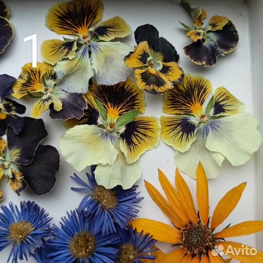 Набор сухоцветов для творчества