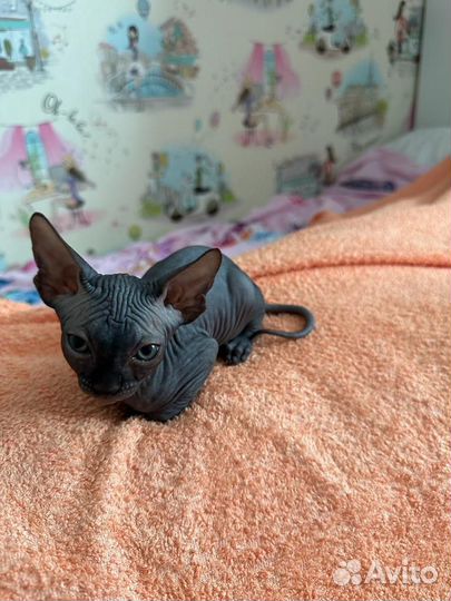 Милашки Сфинкс