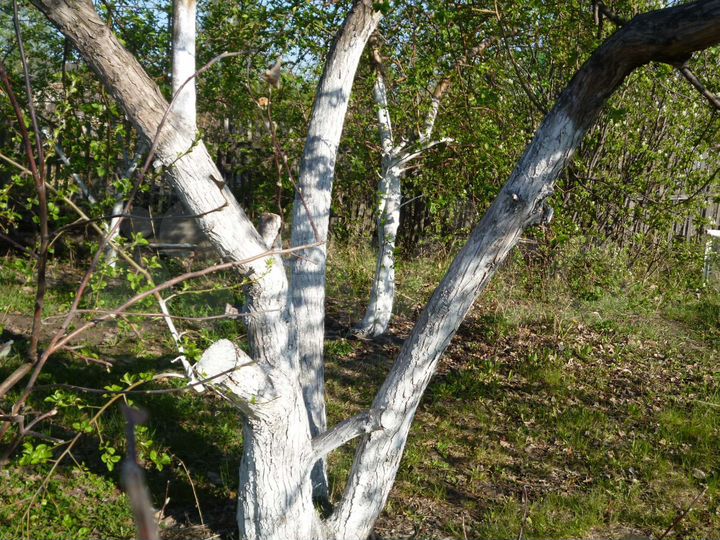 Дача 20 м² на участке 5 сот.