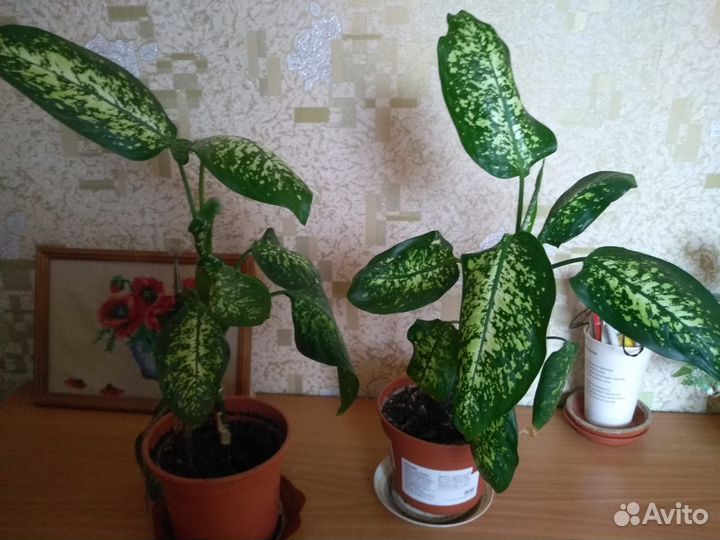 Диффенбахия