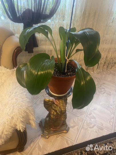 Комнатные цветы