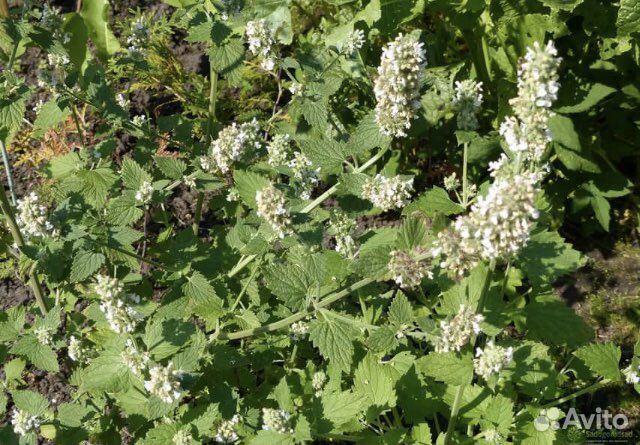 Продаю мяту