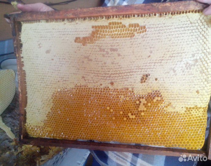 2024 Мед натуральный алтайский опт