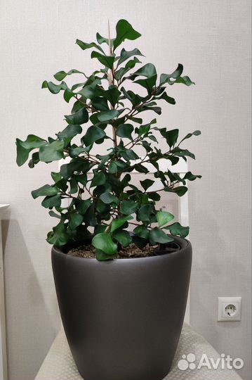 Фикус Триангулярис Грин Дрим