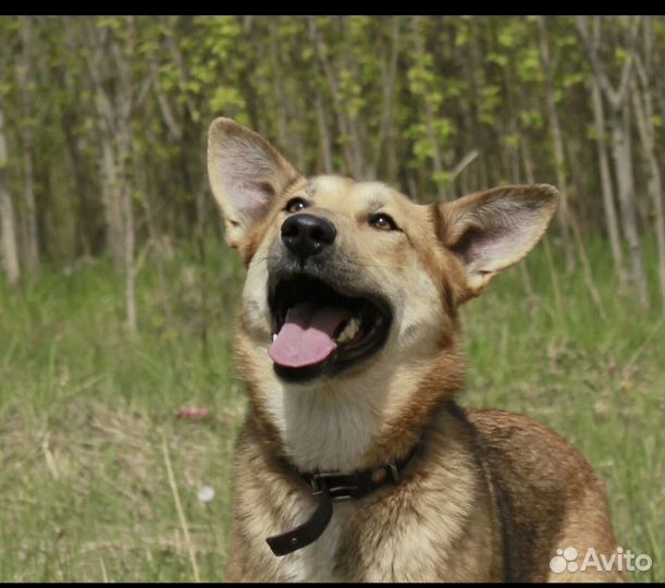 Собака ищет дом