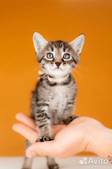 Котята от сибирской мамы — 1,5 месяца в дар