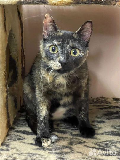 Розитта в дар