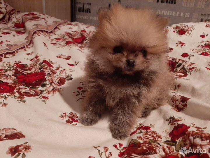 Померанский шпиц