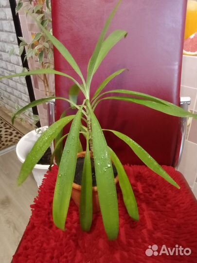 Пальма драцена