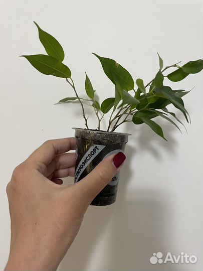 Комнатные цветы