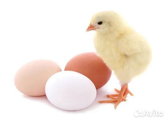 Инкубационное яйцо кур, индейки, утки