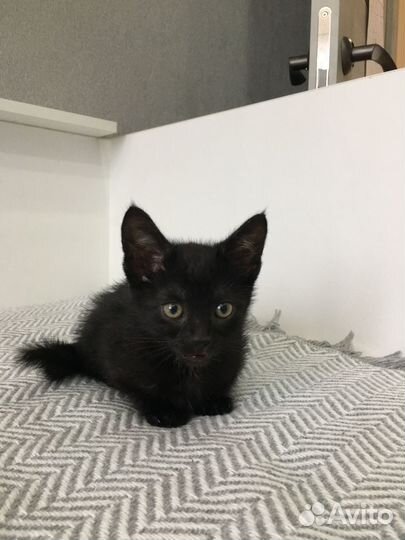 Отдам в добрые руки котёнка