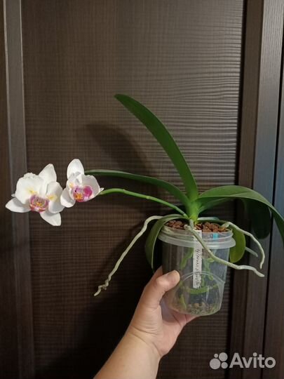 Фаленопсис Pink beauty бабочка